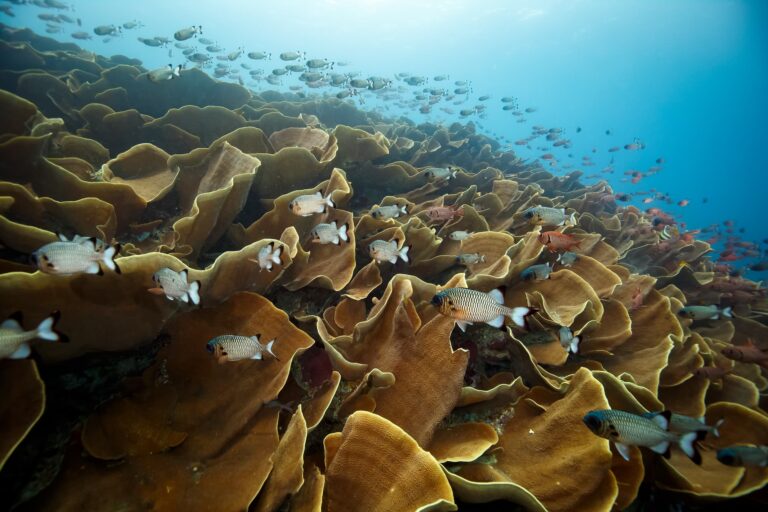 Our world of wildlife par Perceptiom