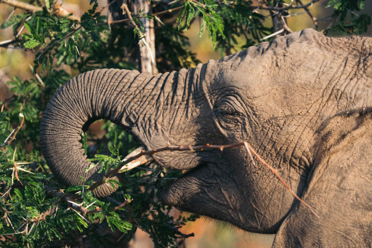 Elephant - Kruger - Perceptiom